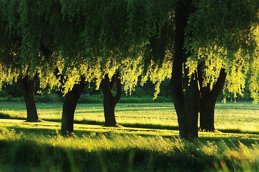 Weeping Willows Photograph by Steve Somerville