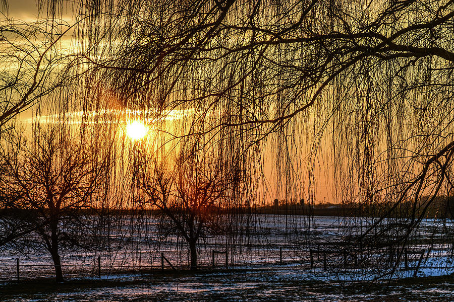 Weeping Willows Sunset Photograph by Tana Reiff