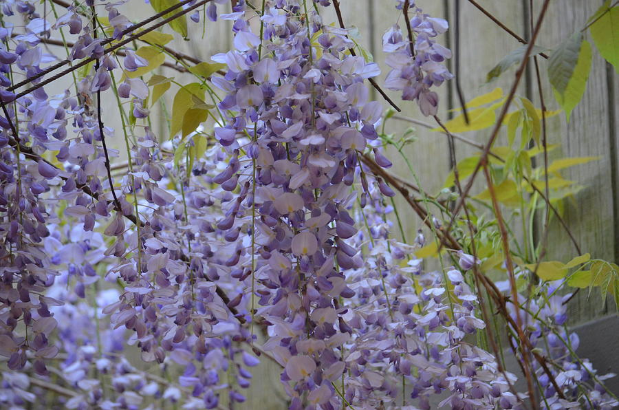 Weeping Wisteria 16-01 Photograph by Maria Urso