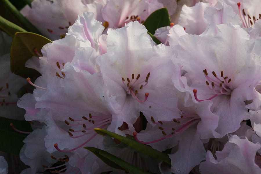 Weigela Blossom Photograph by Judy Wright Lott