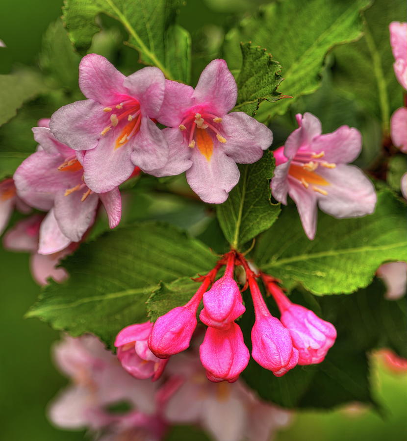 Spring Photograph - Weigela Blossoms And Buds by Dale Kauzlaric