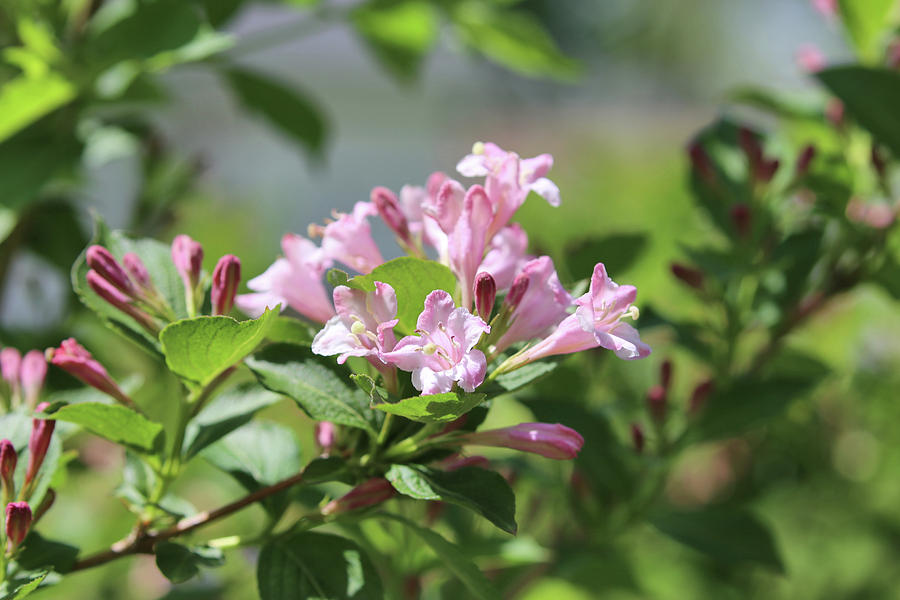 Weigela Pink Princess Photograph by Theresa Campbell