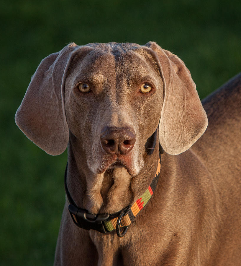 Weimaraner Photograph by Dennis Eckel - Fine Art America