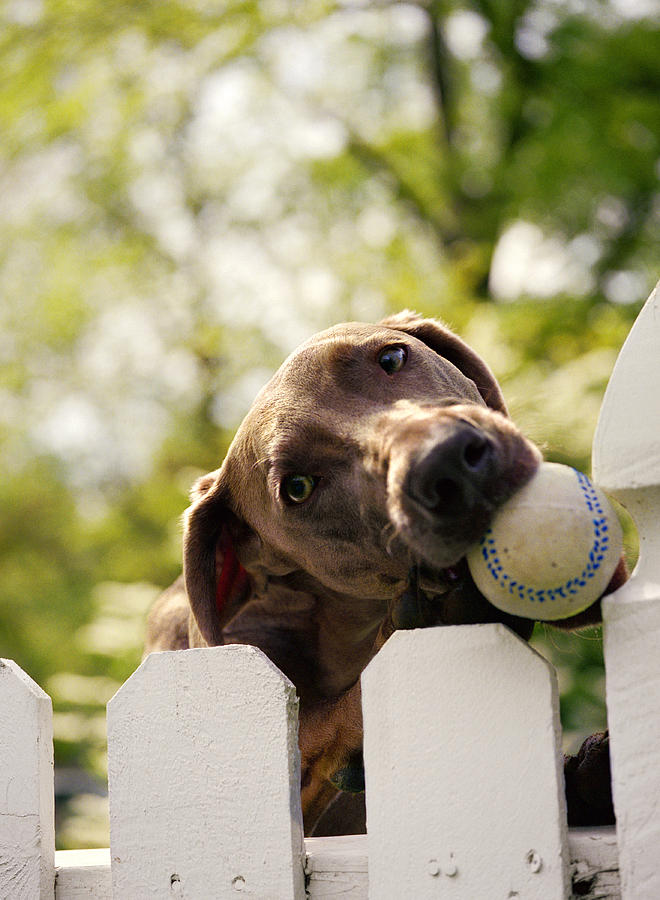 Animal Photograph - Weimaraner Holding Baseball In Mouth by Gillham Studios