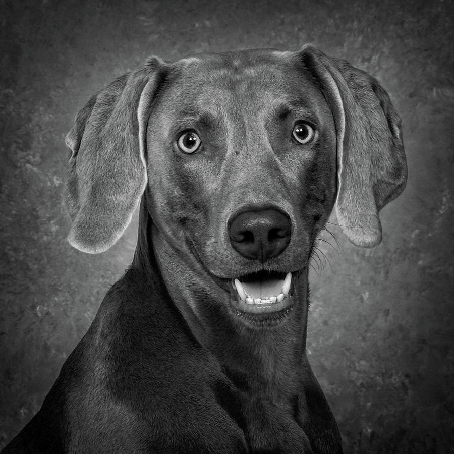Weimaraner In Black and White Photograph by Greg and Chrystal Mimbs