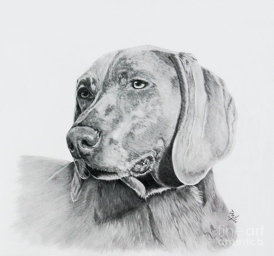 Dog Drawing - Weimaraner by Terri Mills