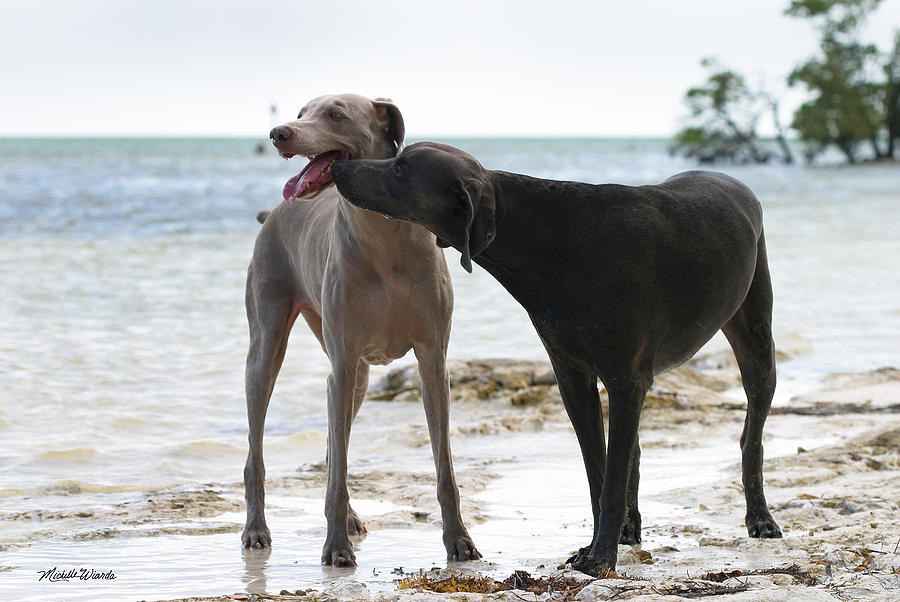 Dog Photograph - Weimaraners Scentual Visit by Michelle Constantine