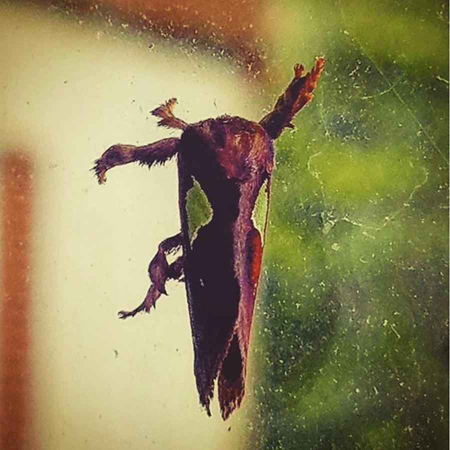 Insects Photograph - Weird Bug On My Storm Door Window. I by Alex Haglund