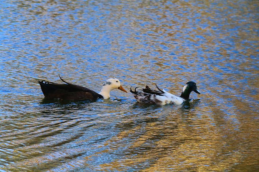 Weird Hybrid Ducks Photograph by Kathryn Meyer - Fine Art America