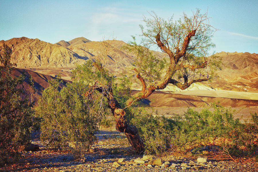 Weird tree in Death Valley Photograph by Tatiana Travelways