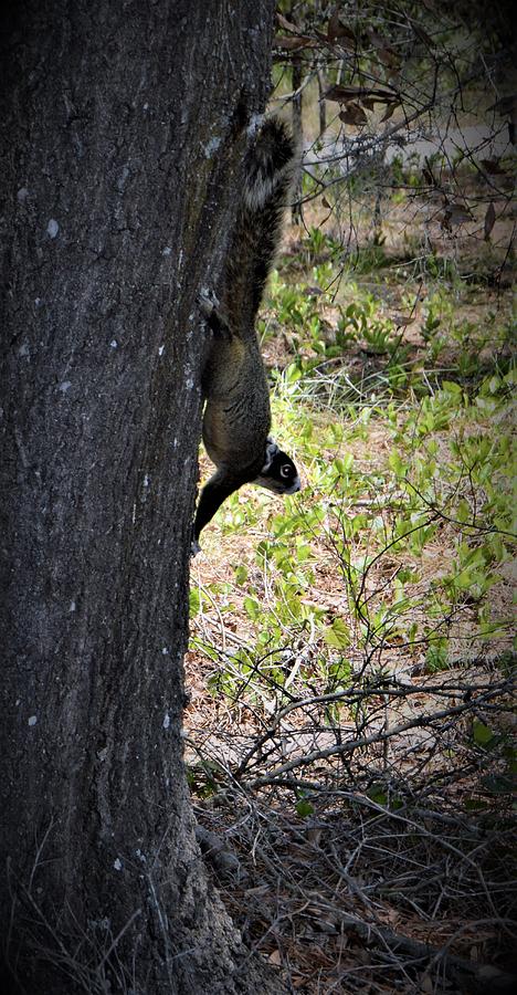 Tree Photograph - Wekiwa Fox Squirrel On The Side  by Warren Thompson