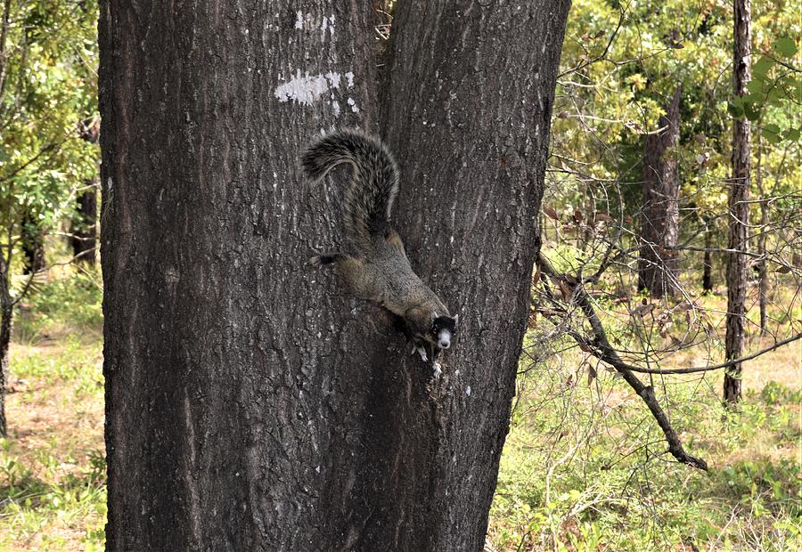 Wekiwa Fox Squirrel  Photograph by Warren Thompson