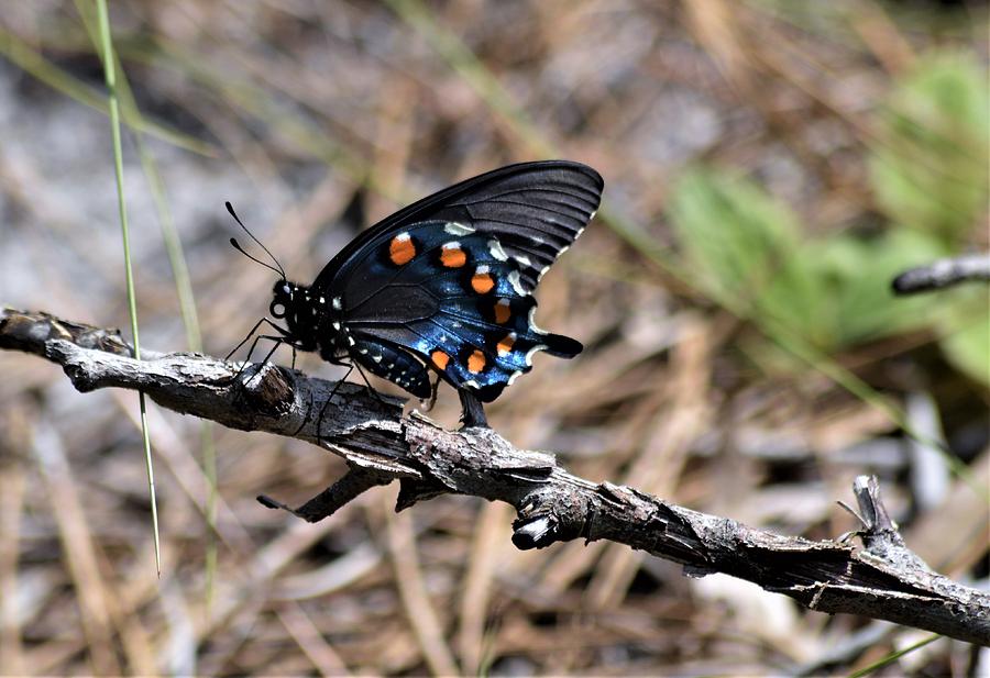 Wekiwa Pipevine Swallowtail  Photograph by Warren Thompson