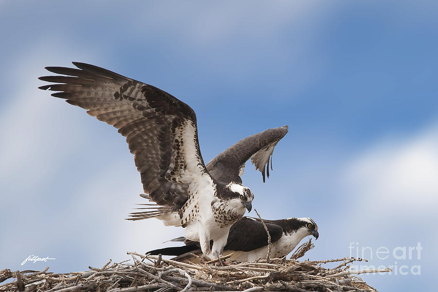 Osprey Photograph - Welcome Home by Bon and Jim Fillpot