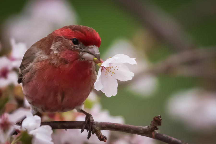 Welcome Spring House Finch with Flower Photograph by Terry DeLuco