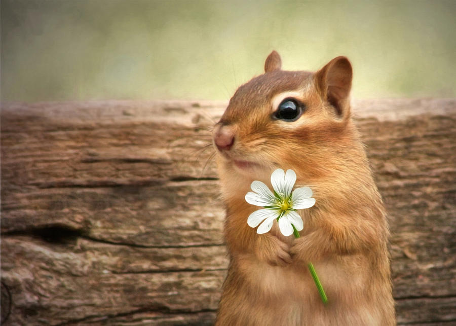 Chipmunks Mixed Media - Welcome Spring by Lori Deiter Chipmunks Mixed Media - Welcome Spring by Lori Deiter