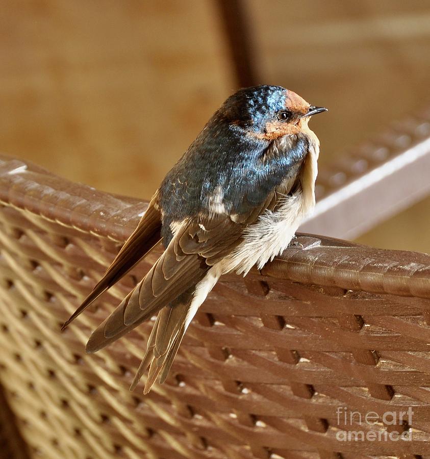 Welcome Swallow Photograph by Csilla Florida