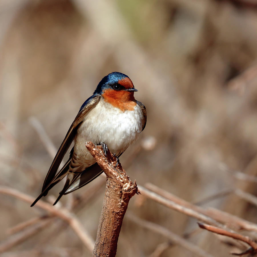 Swallow Photograph - Welcome Swallow by Nicholas Blackwell