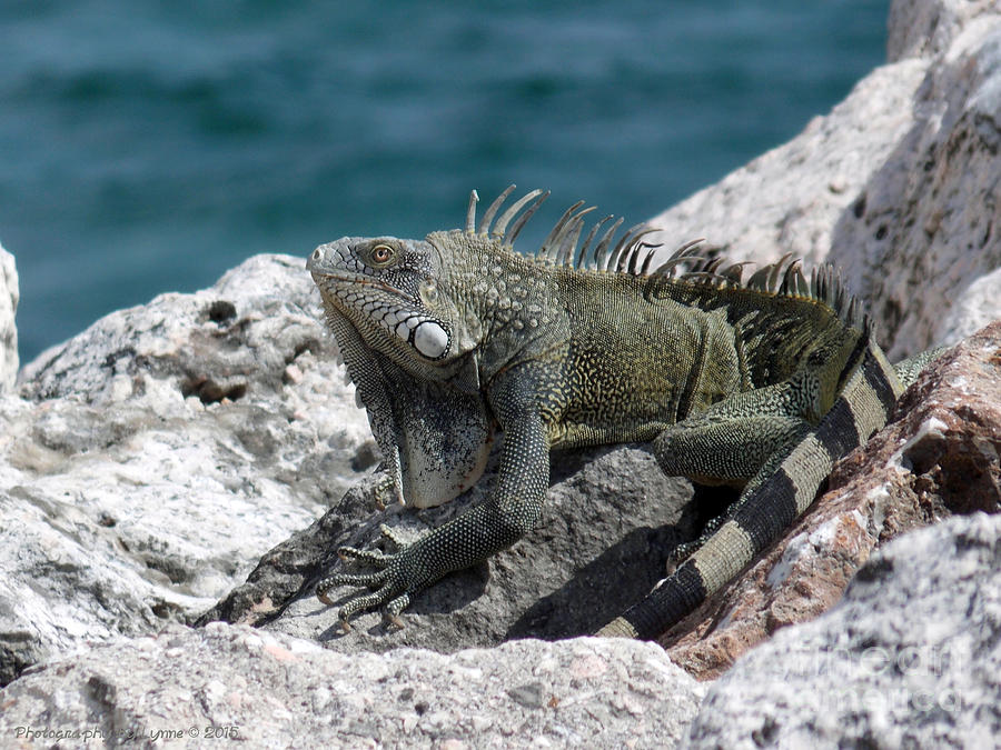 Dragon Photograph - Welcome to Curacao by Gena Weiser