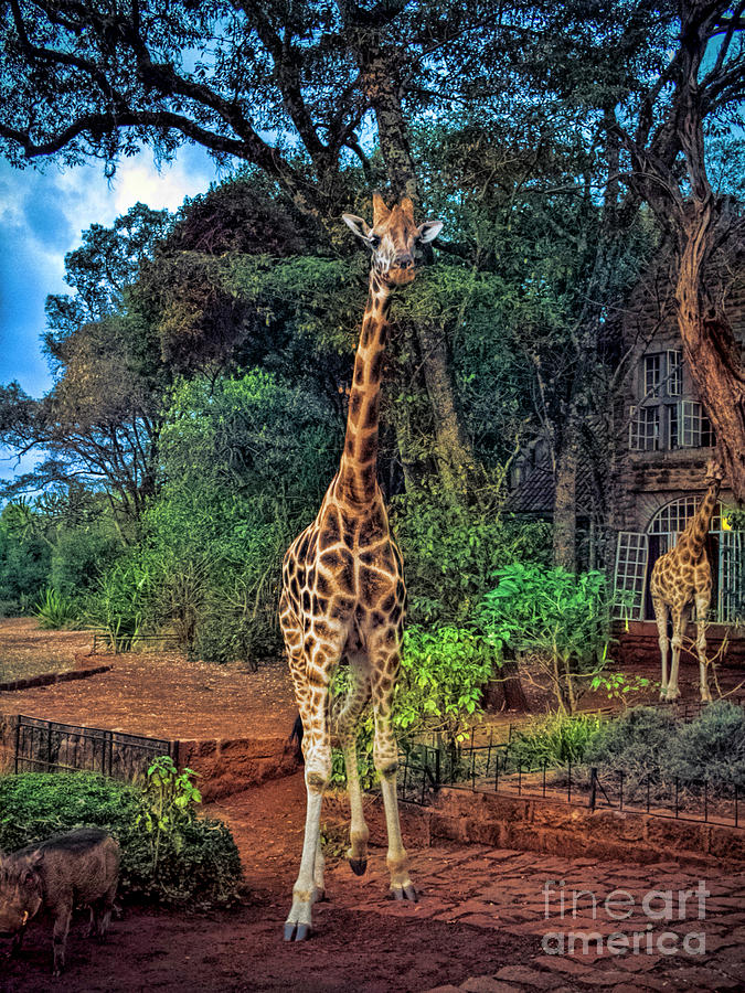 Welcome to Giraffe Manor Photograph by Karen Lewis