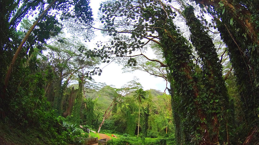 Jungle Photograph - Welcome to HAWAII by Jera Sky