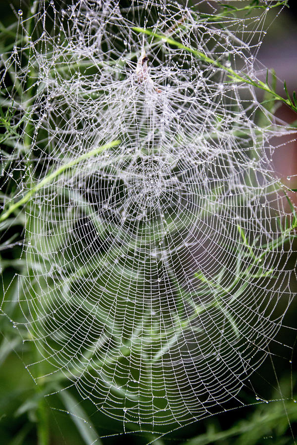 Welcome to My Web Photograph by Teresa Mucha
