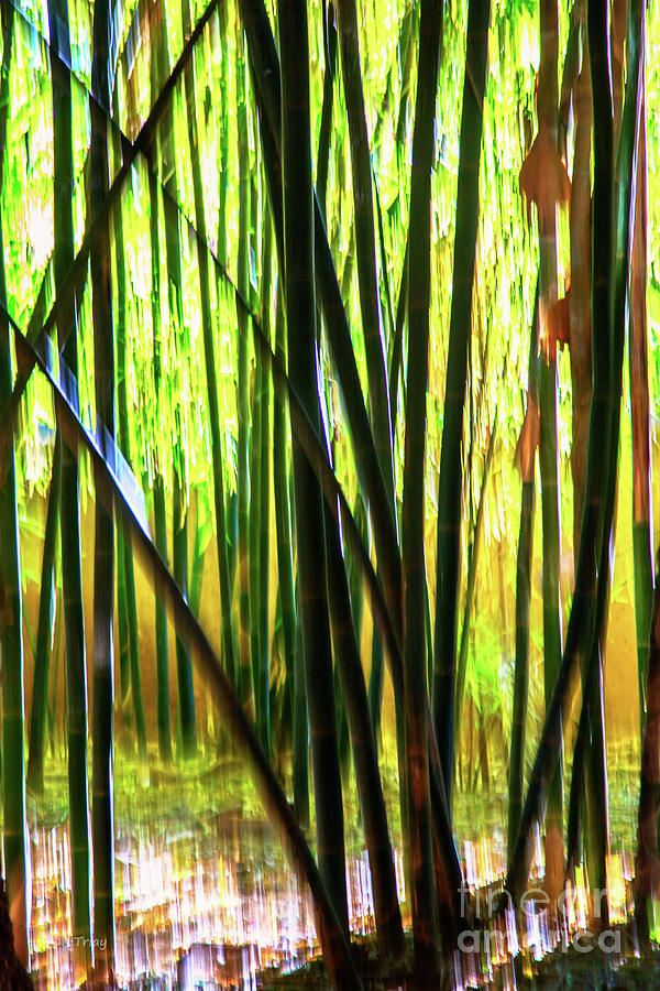 Welcome to the Bamboo Jungle Photograph by Rene Triay FineArt Photos