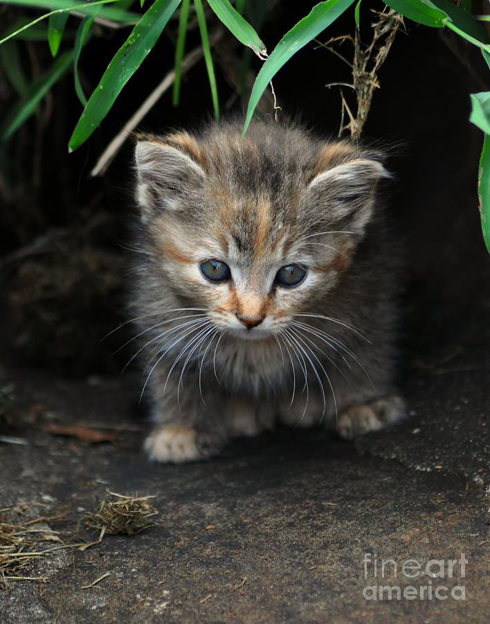 Cat Photograph - Welcome to the Jungle by Eric Liller