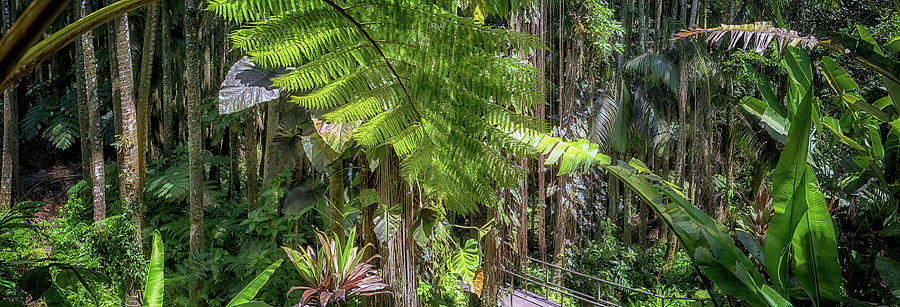 Welcome to the Jungle Photograph by Susan Rissi Tregoning