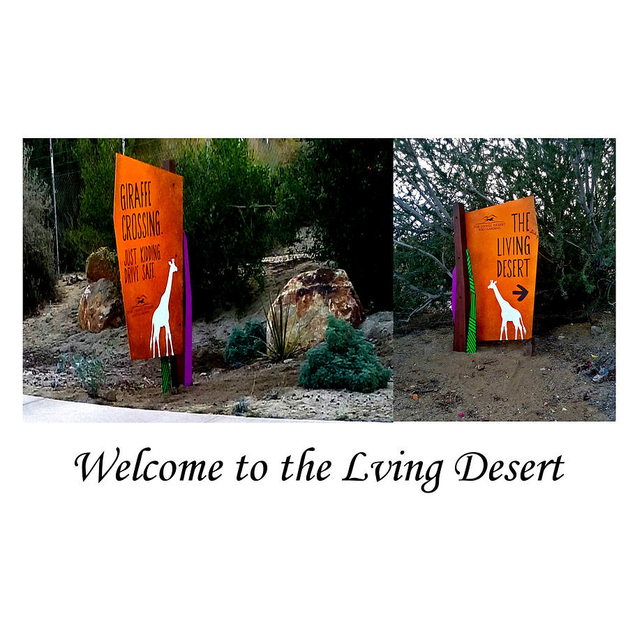 Welcome To The Living Desert Photograph by Jay Milo