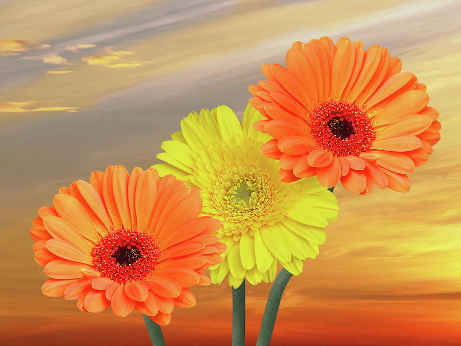 Welcome To The New Day Gerbera Daisies Photograph by Gill Billington