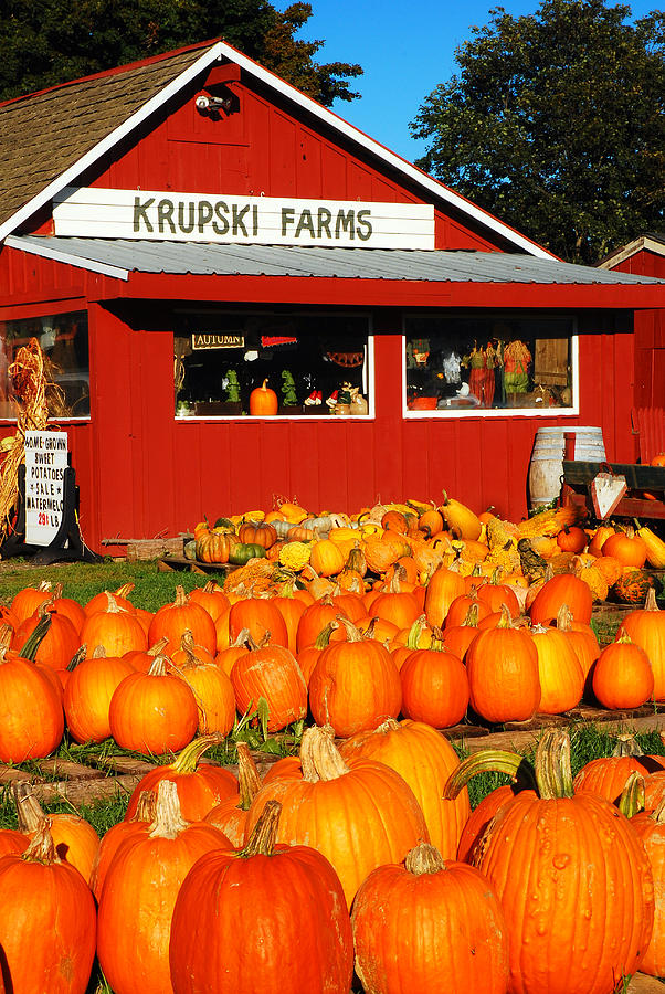 Welcome to the Pumpkin Patch Photograph by James Kirkikis