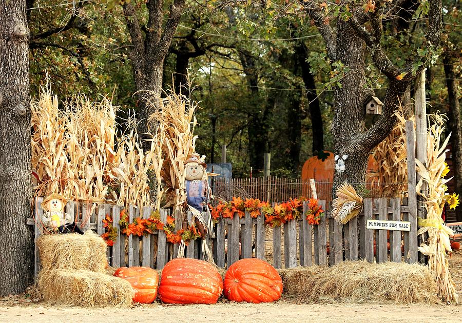 Welcome to the Pumpkin Patch Photograph by Sheila Brown