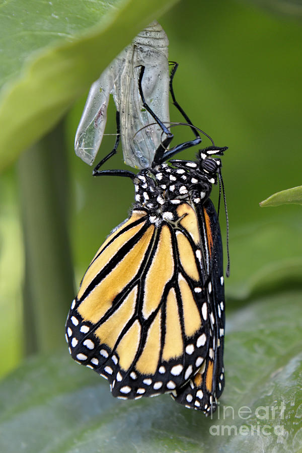 Welcome To The World A Newly Emerged Monarch Butterfly Photograph by Olga Hamilton