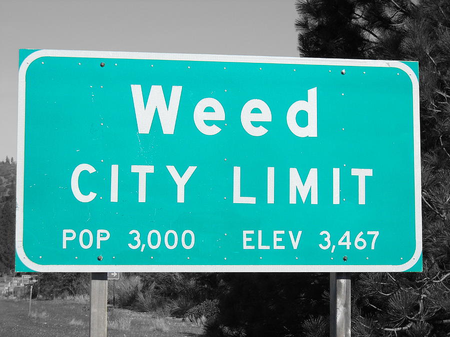 Welcome to Weed Photograph by Colleen Cornelius