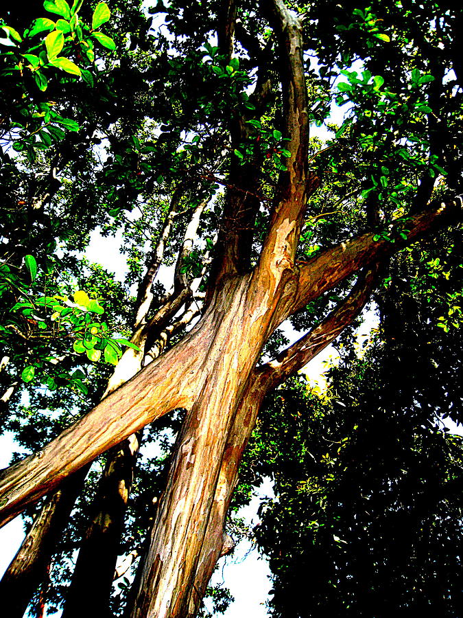 Welded Tree Photograph by John King I I I