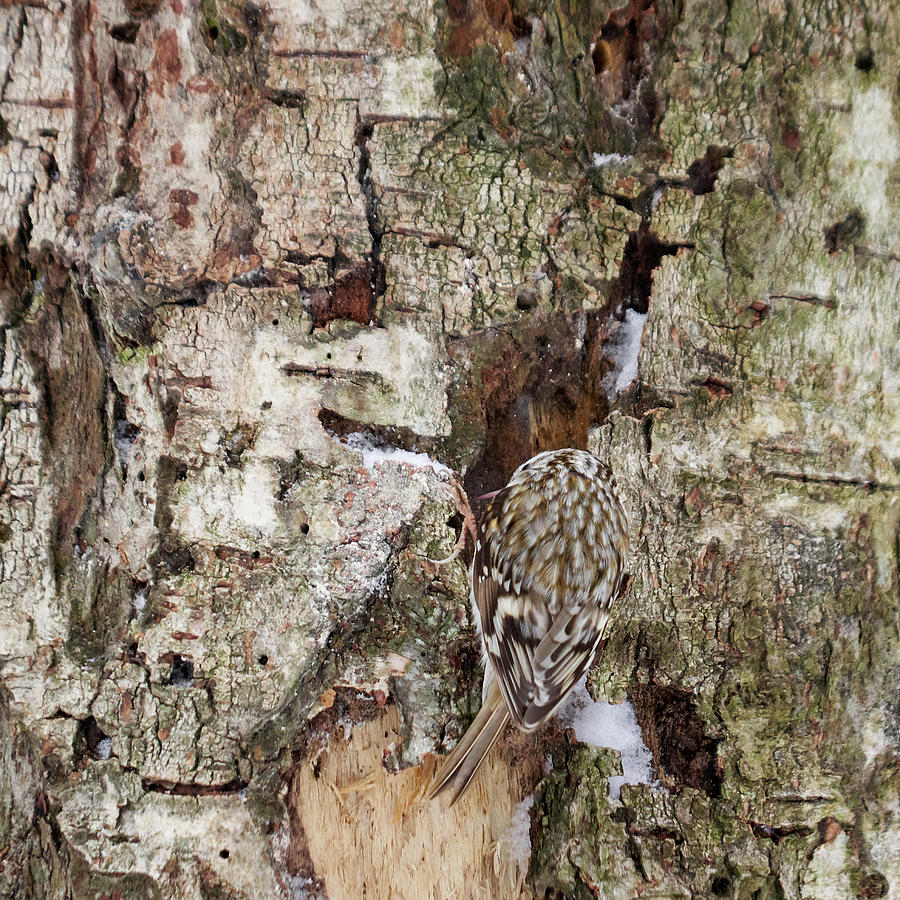 Well hidden. Eurasian treecreeper Photograph by Jouko Lehto