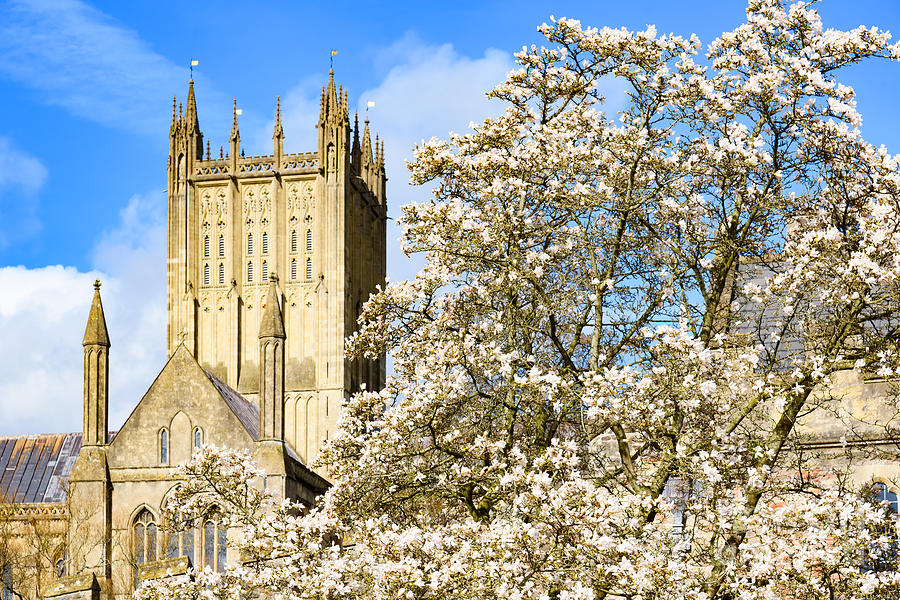 Wells Cathedral and spring blossom Photograph by Colin Rayner