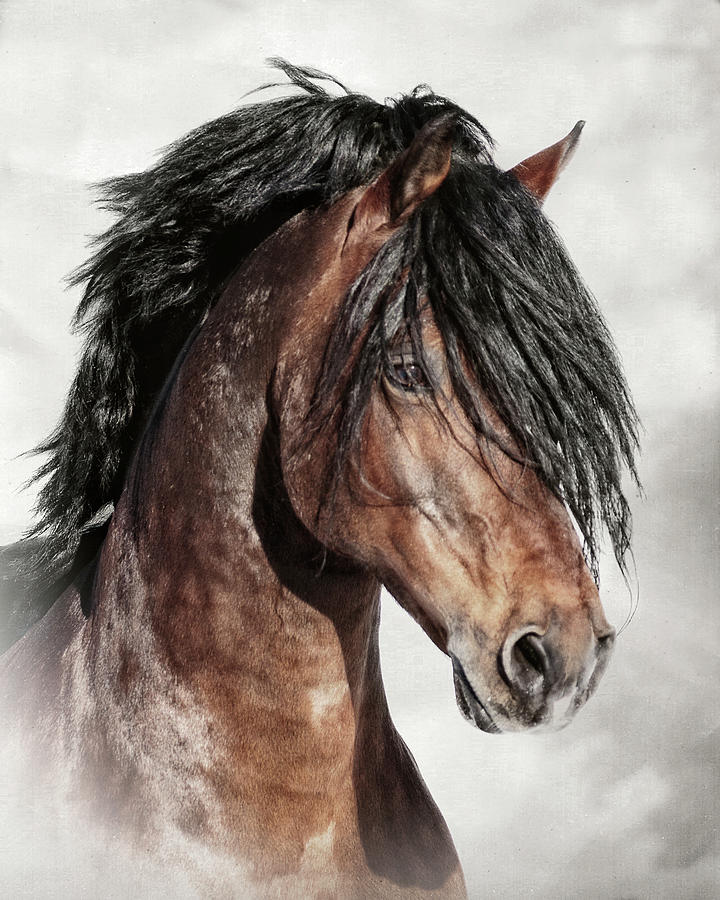 Welsh Cob Portrait Photograph by Wes and Dotty Weber