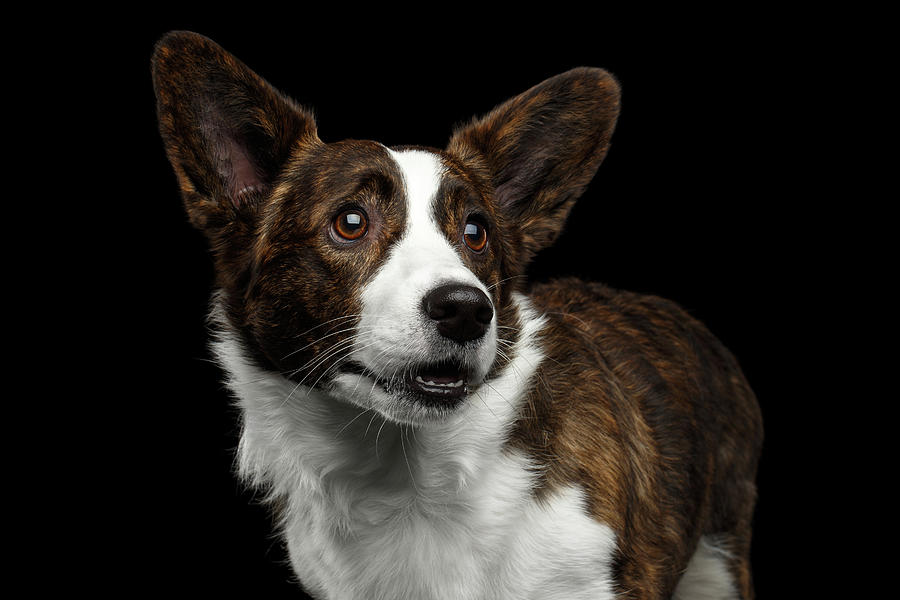Dog Photograph - Welsh Corgi Cardigan  by Sergey Taran