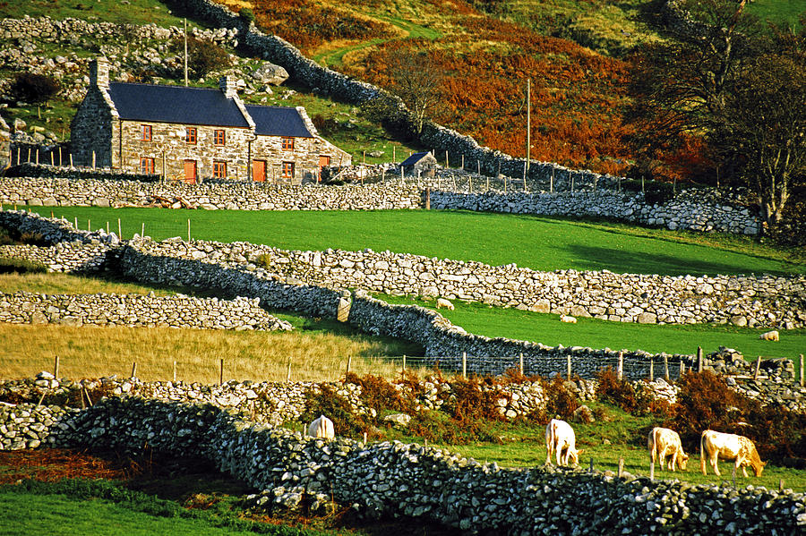 Welsh Farm Photograph by Dennis Cox