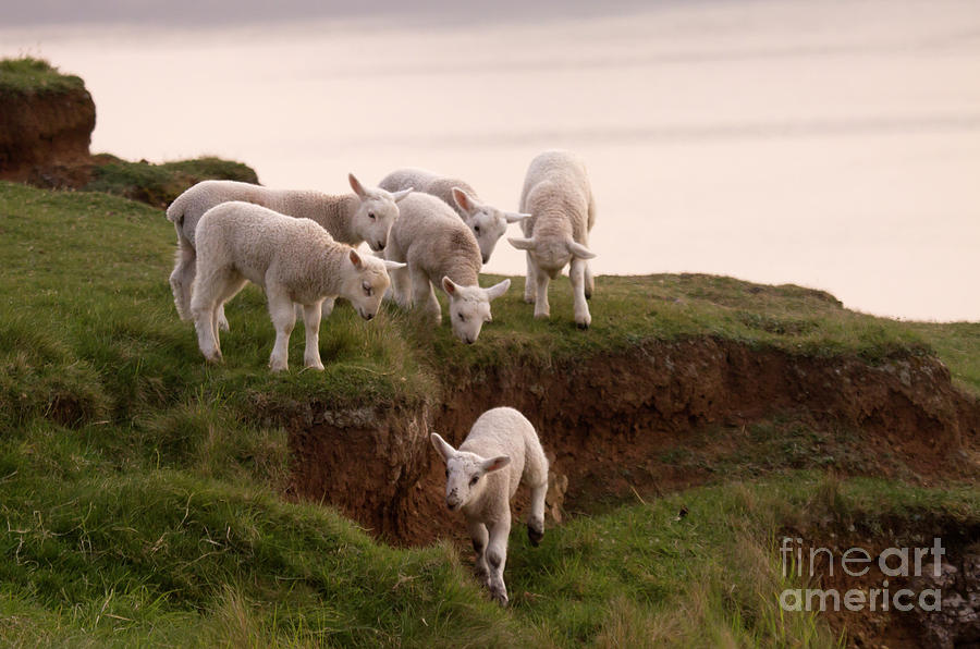 Sheep Photograph - Welsh Lambs by Ang El