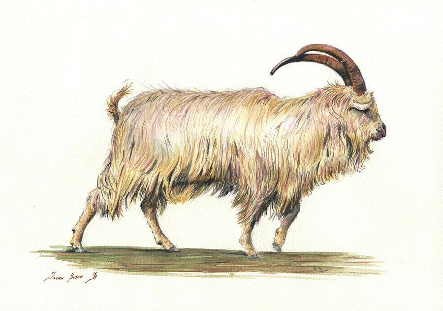 Farm Animals Painting - Welsh long hair mountain goat by Juan Bosco