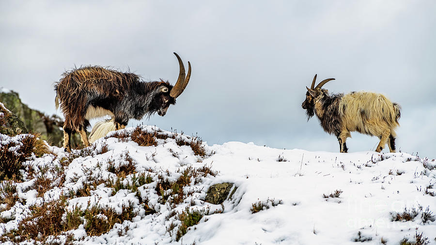 Winter Photograph - Welsh Mountain Goats by Adrian Evans