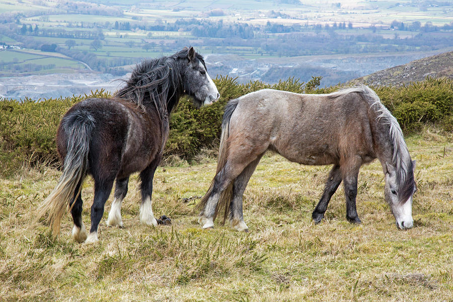 Horse Photograph - Welsh Mountain Ponies by Rob Carter
