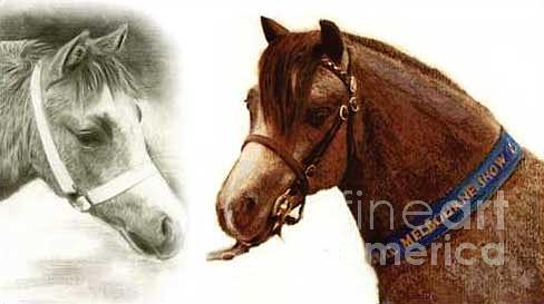 Welsh Pony Champions Drawing by Ryn Shell