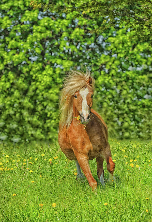 Welsh Pony Photograph by Shawn Hamilton - Fine Art America