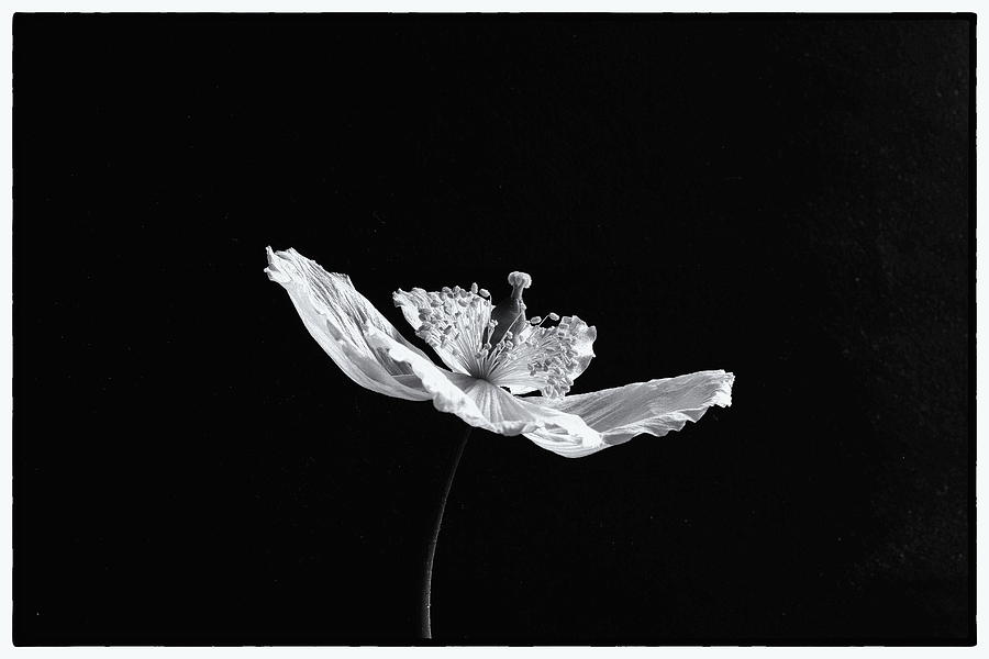 Welsh Poppy Monochrome Photograph by Jeff Townsend