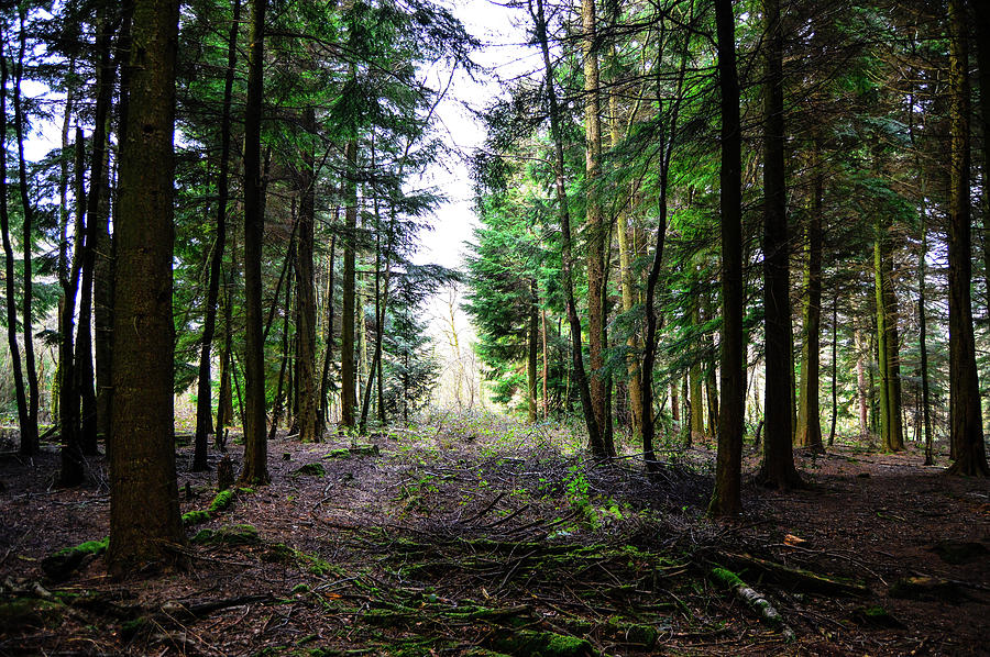 Welsh St Donats Forestry Photograph by Stephen Jenkins | Fine Art America