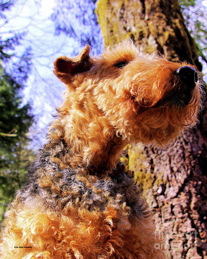 Welsh Terrier Photograph by Don Siebel